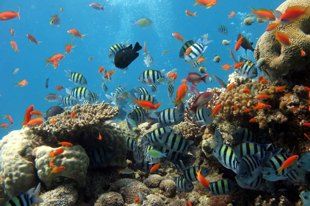 Ecosistema marino biodiversità